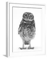 Portrait of a Young Little Owl (Athene Noctua)-Mark Taylor-Framed Photographic Print