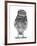 Portrait of a Young Little Owl (Athene Noctua)-Mark Taylor-Framed Photographic Print