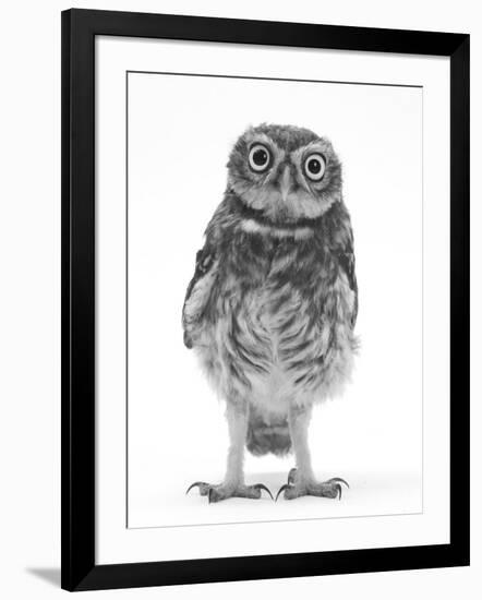 Portrait of a Young Little Owl (Athene Noctua)-Mark Taylor-Framed Photographic Print