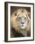 Portrait of a Young Male Lion-Linda D Lester-Framed Photographic Print