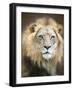 Portrait of a Young Male Lion-Linda D Lester-Framed Photographic Print