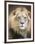 Portrait of a Young Male Lion-Linda D Lester-Framed Photographic Print