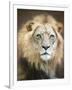 Portrait of a Young Male Lion-Linda D Lester-Framed Photographic Print