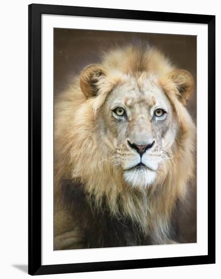 Portrait of a Young Male Lion-Linda D Lester-Framed Photographic Print