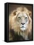 Portrait of a Young Male Lion-Linda D Lester-Framed Stretched Canvas