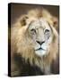 Portrait of a Young Male Lion-Linda D Lester-Stretched Canvas