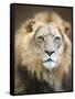 Portrait of a Young Male Lion-Linda D Lester-Framed Stretched Canvas