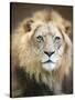 Portrait of a Young Male Lion-Linda D Lester-Stretched Canvas