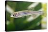 Portrait of a Zebra Danio-Nicholas Toh-Stretched Canvas