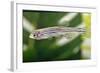 Portrait of a Zebra Danio-Nicholas Toh-Framed Photographic Print