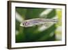 Portrait of a Zebra Danio-Nicholas Toh-Framed Photographic Print