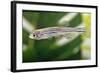 Portrait of a Zebra Danio-Nicholas Toh-Framed Photographic Print