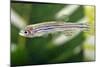 Portrait of a Zebra Danio-Nicholas Toh-Mounted Photographic Print