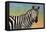 Portrait Of A Zebra-James W Johnson-Framed Stretched Canvas