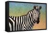 Portrait Of A Zebra-James W Johnson-Framed Stretched Canvas