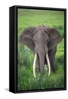 Portrait of African Elephant (Loxodonta Africana), Ngorongoro Crater-null-Framed Stretched Canvas