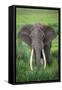 Portrait of African Elephant (Loxodonta Africana), Ngorongoro Crater-null-Framed Stretched Canvas