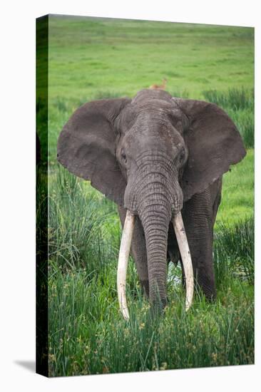 Portrait of African Elephant (Loxodonta Africana), Ngorongoro Crater-null-Stretched Canvas
