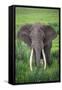 Portrait of African Elephant (Loxodonta Africana), Ngorongoro Crater-null-Framed Stretched Canvas