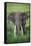 Portrait of African Elephant (Loxodonta Africana), Ngorongoro Crater-null-Framed Stretched Canvas