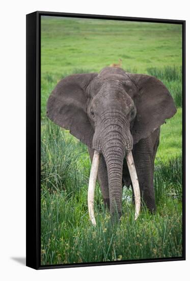 Portrait of African Elephant (Loxodonta Africana), Ngorongoro Crater-null-Framed Stretched Canvas