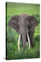 Portrait of African Elephant (Loxodonta Africana), Ngorongoro Crater-null-Stretched Canvas