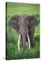 Portrait of African Elephant (Loxodonta Africana), Ngorongoro Crater-null-Stretched Canvas