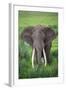 Portrait of African Elephant (Loxodonta Africana), Ngorongoro Crater-null-Framed Premium Photographic Print