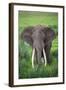 Portrait of African Elephant (Loxodonta Africana), Ngorongoro Crater-null-Framed Premium Photographic Print