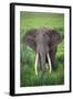 Portrait of African Elephant (Loxodonta Africana), Ngorongoro Crater-null-Framed Premium Photographic Print