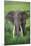 Portrait of African Elephant (Loxodonta Africana), Ngorongoro Crater-null-Mounted Premium Photographic Print