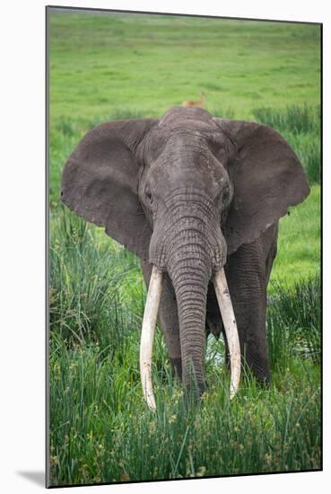 Portrait of African Elephant (Loxodonta Africana), Ngorongoro Crater-null-Mounted Premium Photographic Print
