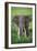 Portrait of African Elephant (Loxodonta Africana), Ngorongoro Crater-null-Framed Photographic Print