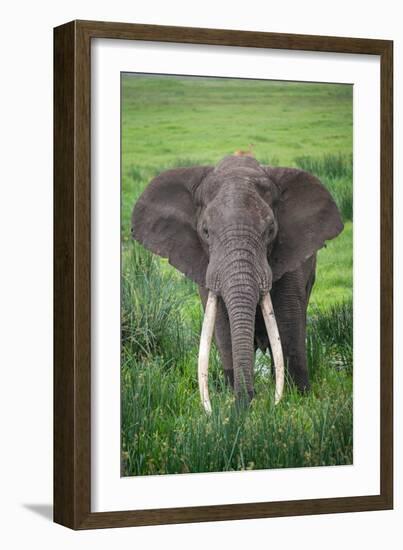 Portrait of African Elephant (Loxodonta Africana), Ngorongoro Crater-null-Framed Photographic Print