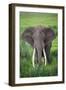Portrait of African Elephant (Loxodonta Africana), Ngorongoro Crater-null-Framed Photographic Print