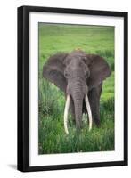 Portrait of African Elephant (Loxodonta Africana), Ngorongoro Crater-null-Framed Photographic Print