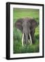 Portrait of African Elephant (Loxodonta Africana), Ngorongoro Crater-null-Framed Photographic Print