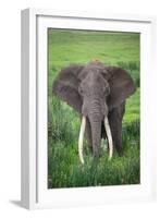 Portrait of African Elephant (Loxodonta Africana), Ngorongoro Crater-null-Framed Photographic Print