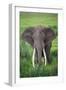 Portrait of African Elephant (Loxodonta Africana), Ngorongoro Crater-null-Framed Photographic Print