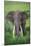 Portrait of African Elephant (Loxodonta Africana), Ngorongoro Crater-null-Mounted Photographic Print