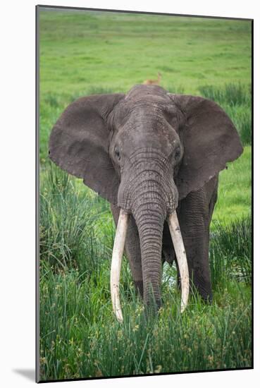 Portrait of African Elephant (Loxodonta Africana), Ngorongoro Crater-null-Mounted Photographic Print