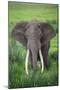 Portrait of African Elephant (Loxodonta Africana), Ngorongoro Crater-null-Mounted Photographic Print
