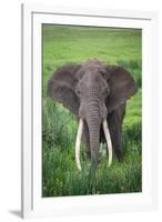 Portrait of African Elephant (Loxodonta Africana), Ngorongoro Crater-null-Framed Photographic Print