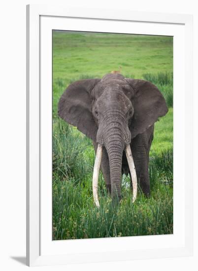 Portrait of African Elephant (Loxodonta Africana), Ngorongoro Crater-null-Framed Photographic Print