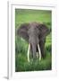 Portrait of African Elephant (Loxodonta Africana), Ngorongoro Crater-null-Framed Photographic Print