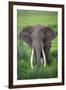 Portrait of African Elephant (Loxodonta Africana), Ngorongoro Crater-null-Framed Photographic Print