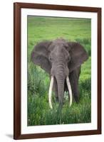 Portrait of African Elephant (Loxodonta Africana), Ngorongoro Crater-null-Framed Photographic Print