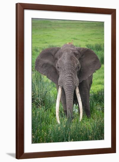 Portrait of African Elephant (Loxodonta Africana), Ngorongoro Crater-null-Framed Photographic Print