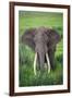 Portrait of African Elephant (Loxodonta Africana), Ngorongoro Crater-null-Framed Photographic Print