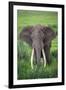 Portrait of African Elephant (Loxodonta Africana), Ngorongoro Crater-null-Framed Photographic Print